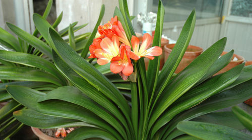 养花|最厉害的养花营养液给君子兰喝一勺,叶片油绿,秋凉早开花