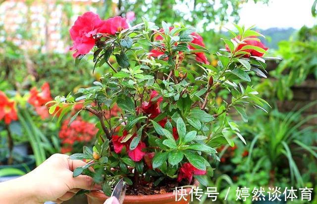 好时机|年后一定要逛花市，因为是“捡漏”的好时机，养花老手都会去溜达