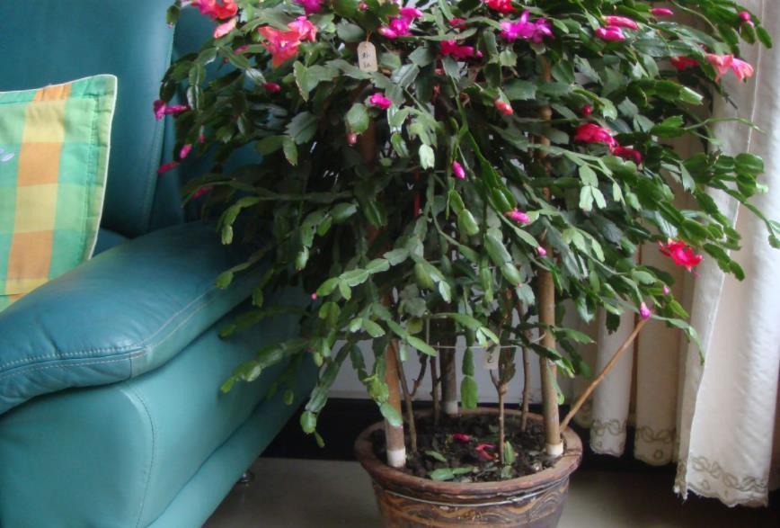 阳台上|7月养殖蟹爪兰,早点告别这3个习惯,盆栽才能安全度夏