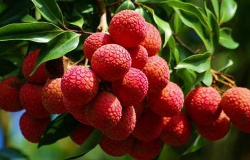 效果显著|肝毒“最怕”以下4种水果,经常吃一点,养肝排毒,效果显著