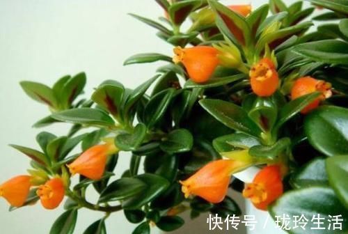 养护|过新年，养此7种富贵花，开花红红火火，好运滚滚来