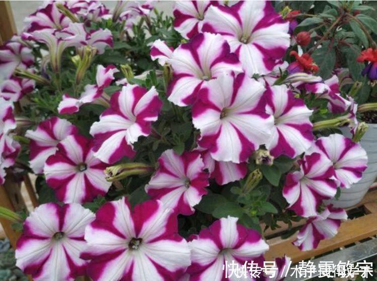 茶花|4种花养家里，沾土就活，开花又大又艳，比牡丹美