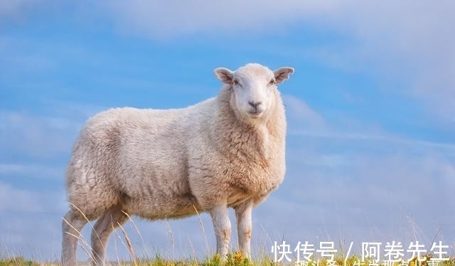 姻缘|讨人欢心的生肖羊,在下半年姻缘树果实满满,桃花朵朵开