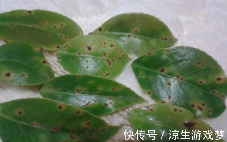 植物|新手养花的常见几个误区,为什么会让植物致命