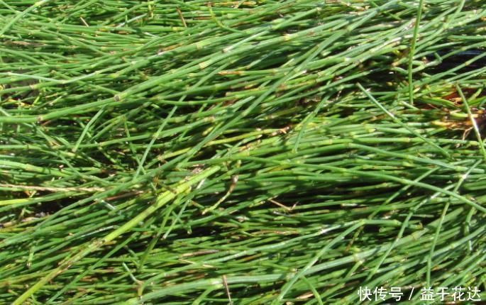 冬季|这种野草,即使是在冬季,它也不会凋零,你见过吗?