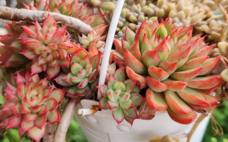 多肉长气生根其实是在释放“信号”,你读懂了吗?