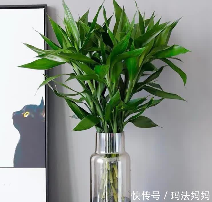 富人|不管穷人富人,客厅建议摆放“3种花”,不贵而且寓意好