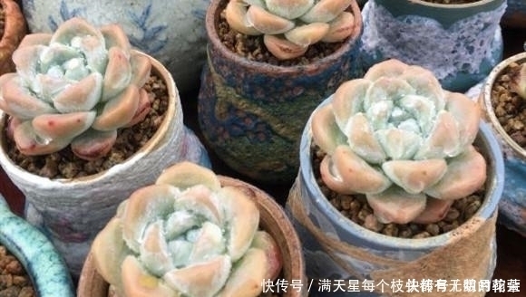 经典|适合新手养护的4款经典多肉,便宜好养易上色,花友几乎都养过
