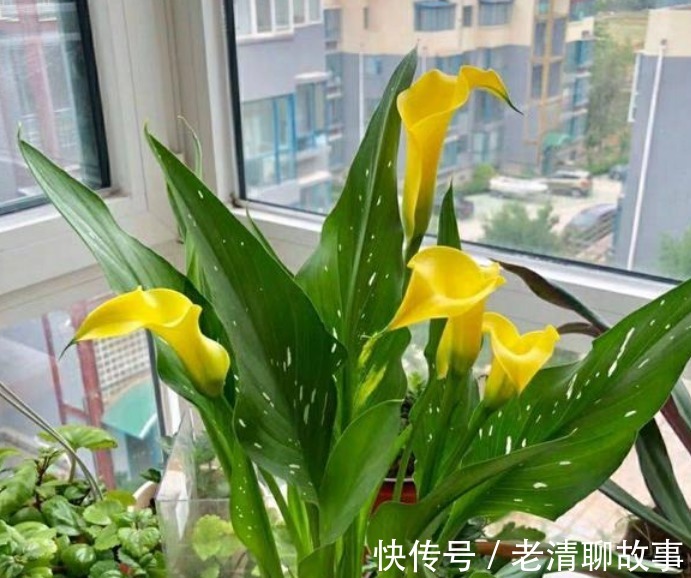 “4种花”超喜欢水,浇水越多长得越快,1个月就能长“爆盆”!