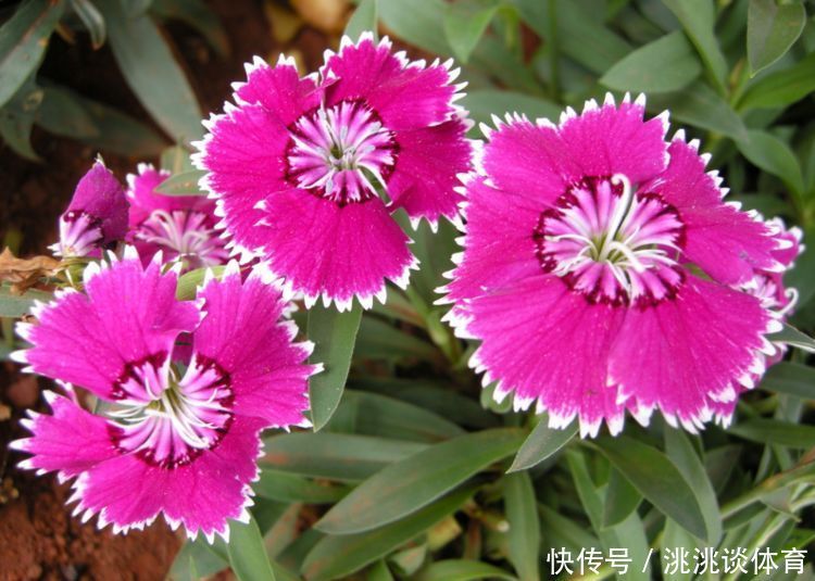 石竹|5月6日开始,家养此款花卉,花色鲜红有生机,花美色艳,四季赏花