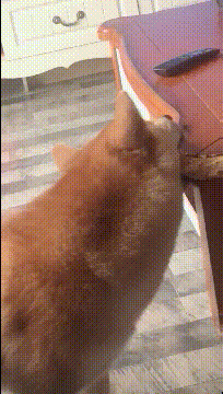 |搞笑GIF:这可能不是最吓人的 但绝对是挨揍最多的