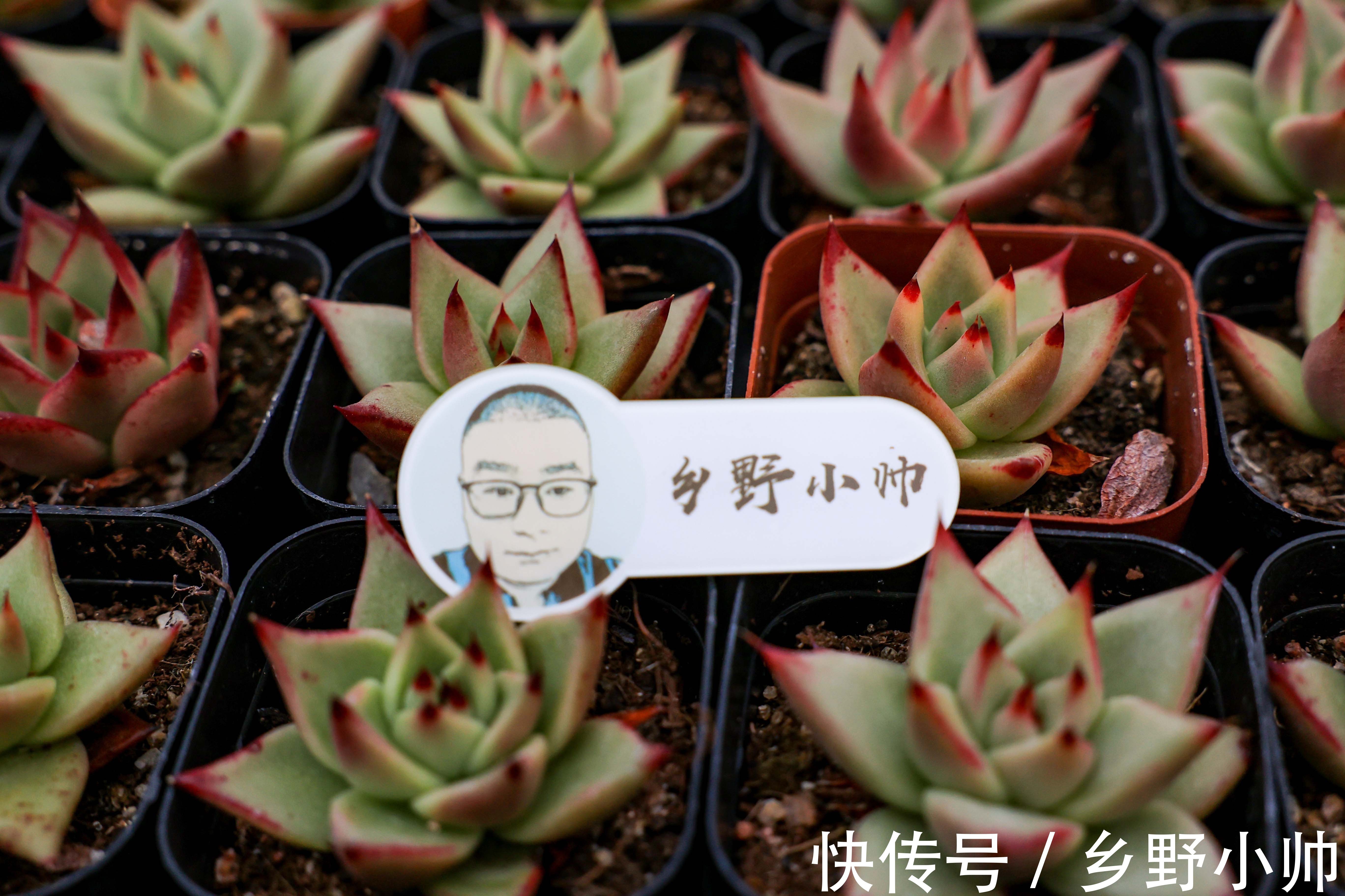 小帅说肉：饺子皮是多肉的“黄金生长期”，夏天养护要注意这些