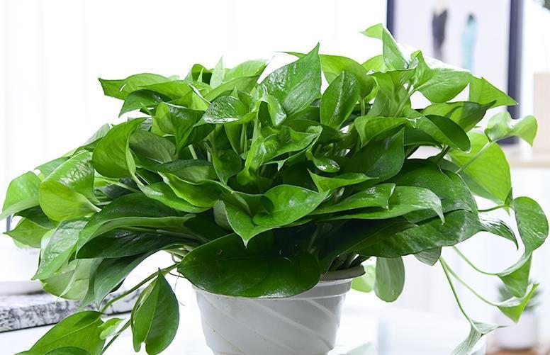 秋季|秋天养花，5买5不买，买错了浪费钱又闹心