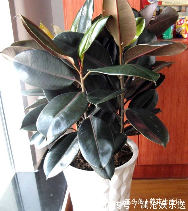 叶子|想让橡皮树越长越旺6个“关键点”要做好，植株丰满叶子油绿
