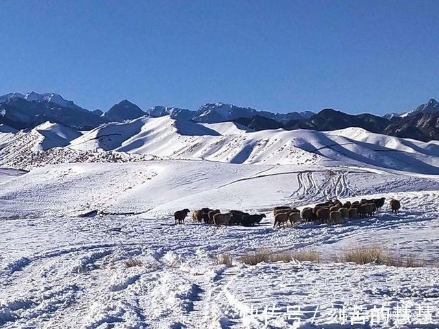 紫藤@五律 冬韵（外五首）