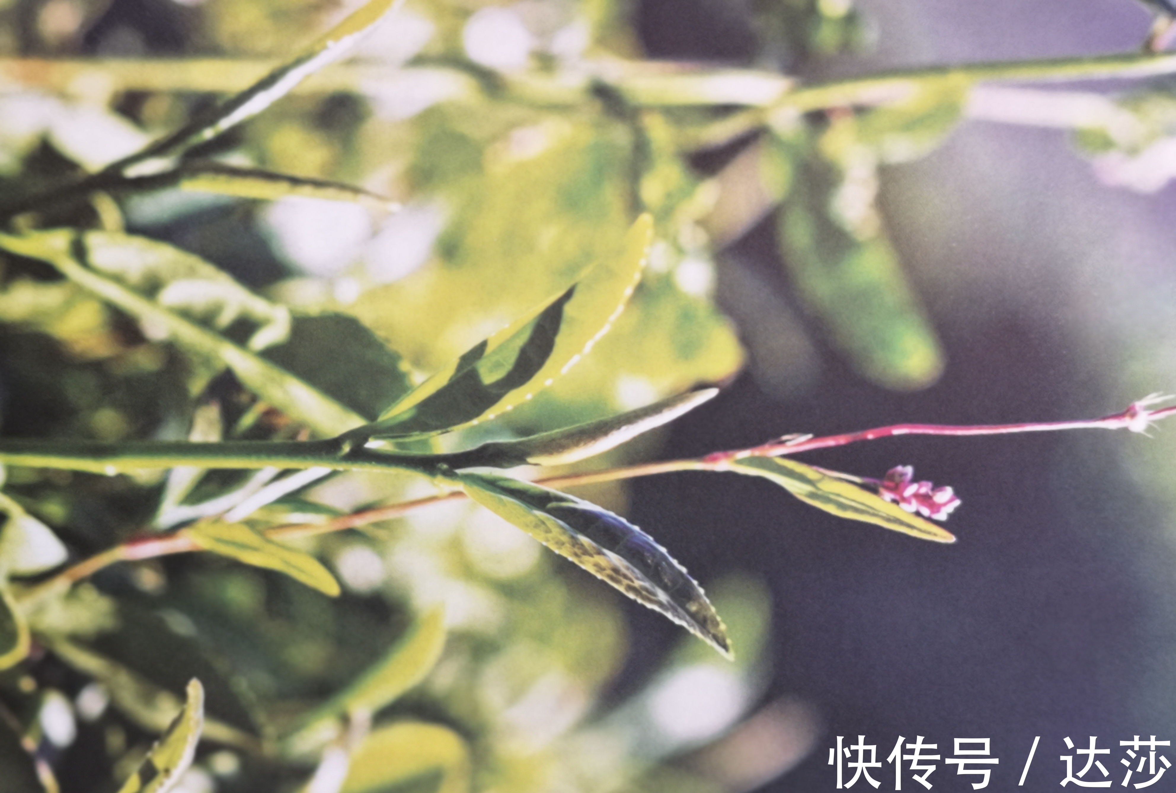 郑板桥$深藏在诗词风雅里的十首绝美茶诗