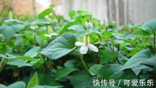 痛风|它们是天然“降酸王”,平时多吃点,降低尿酸,彻底告别痛风