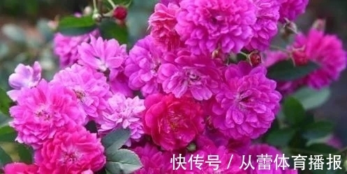 喜欢在家中养护花卉,就选择开花繁多,花色艳丽丰富的3种花卉