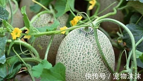 膳食纤维|冬天女性多吃“3种食物”,排毒养血,滋阴润燥,呵护子宫和卵巢