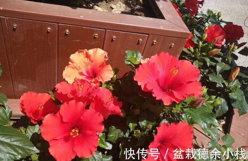 漂亮花|6种“漂亮花”，天天被人爱，家里养一盆，365天轮流开