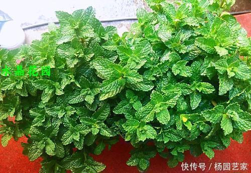 长寿花|2种“矮子”花,不喜欢个子高,长高就要剪,不然难开花!