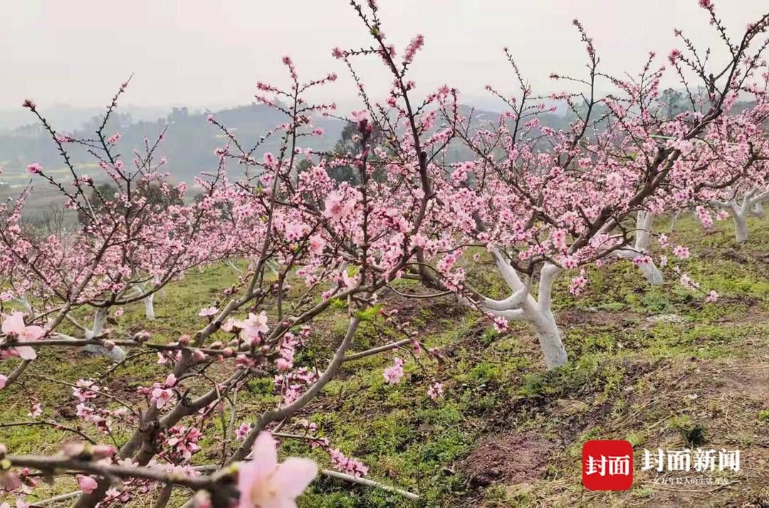 组图｜春田赏花，千年荣州等你！