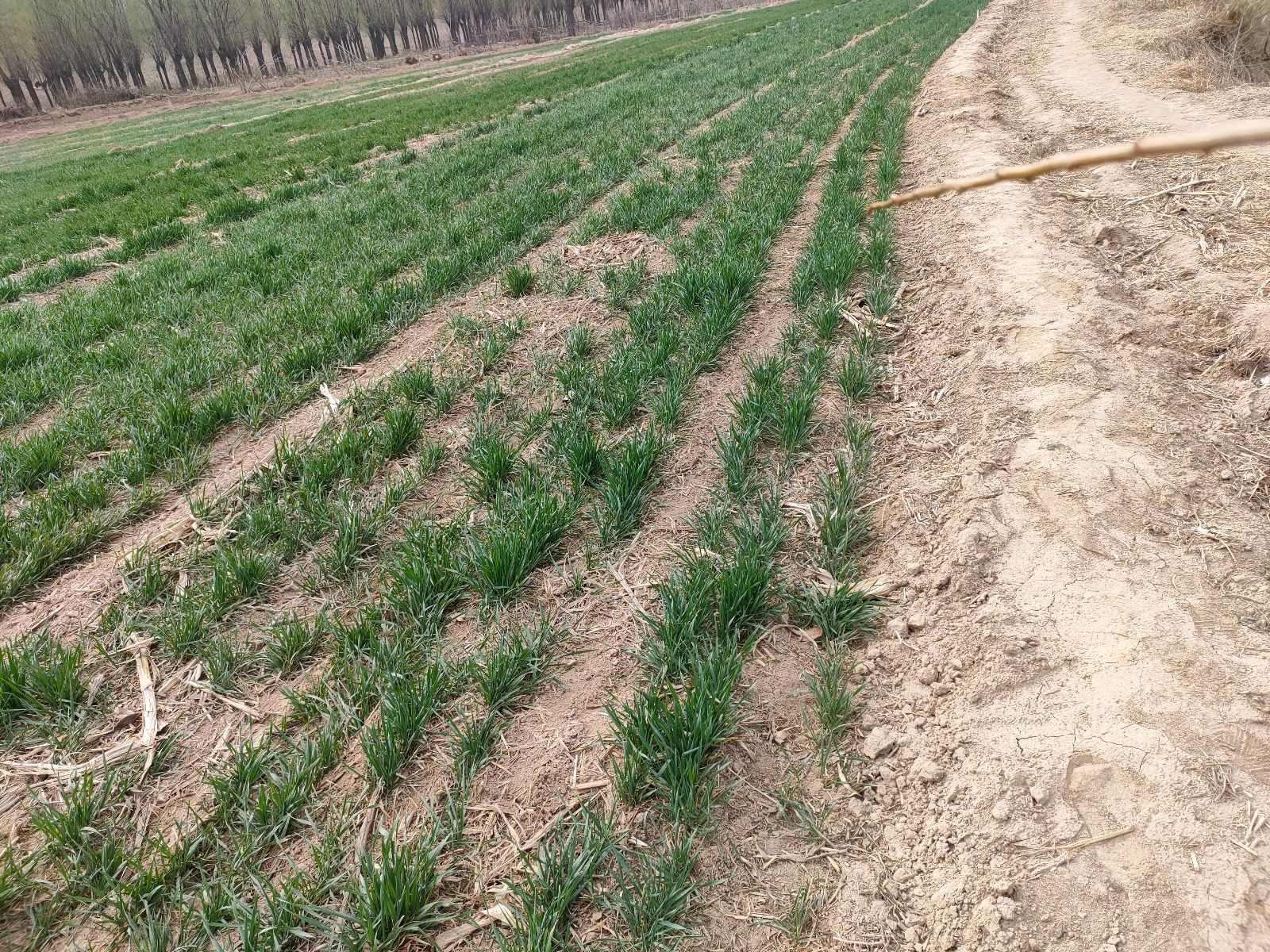 春天，野菜记得吃“4鲜”，口感鲜嫩野味浓