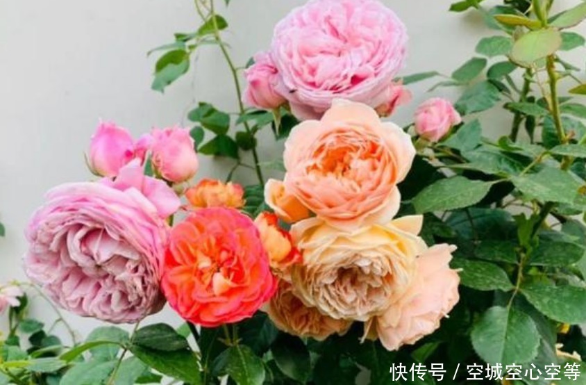 此款花卉,好养易爆盆,花香易打理,养在客厅美极了