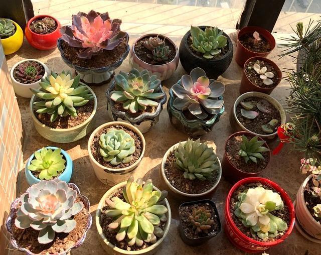 搭配|10块钱买了一堆不知名的多肉，回家这样搭配起来，30天大变样