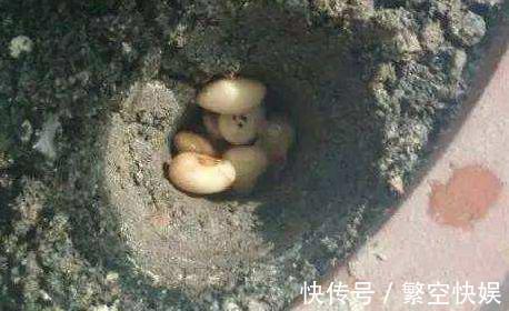 营养成分|家庭养花别靠买、买、买,将黄豆制成肥,让盆栽叶片绿得冒油