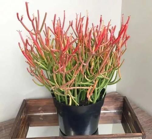 布纹|10种长相很怪异的盆栽植物，都很适合养在花盆里