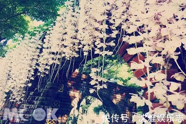 狐尾兰|4种“兰花”好养还爱开花,一开就是“花瀑布”,惊艳!