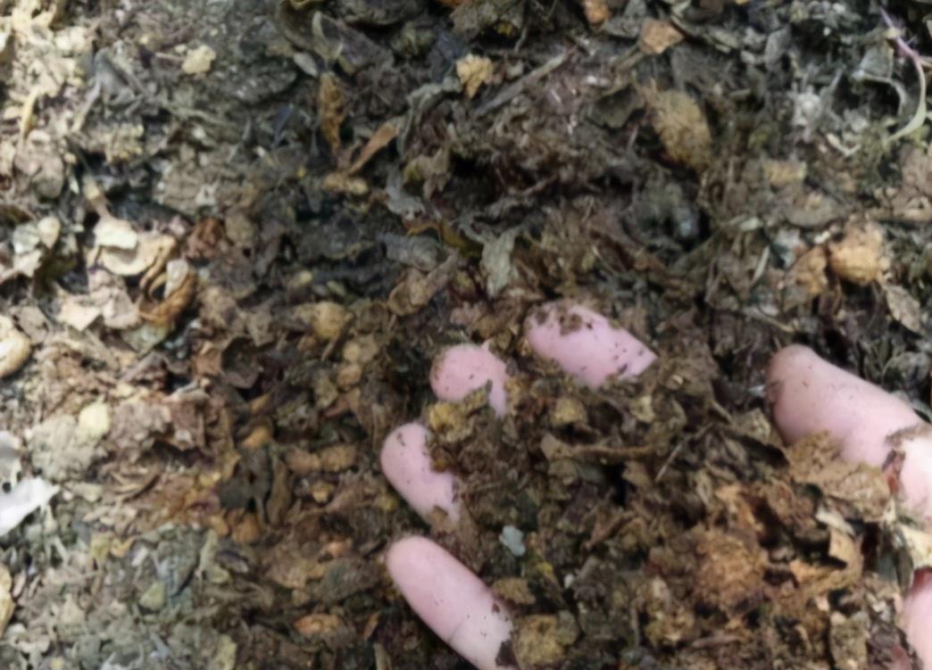 花友|不爱买土的花友,夏季别闲着,自己配制营养土,为秋季换盆做准备