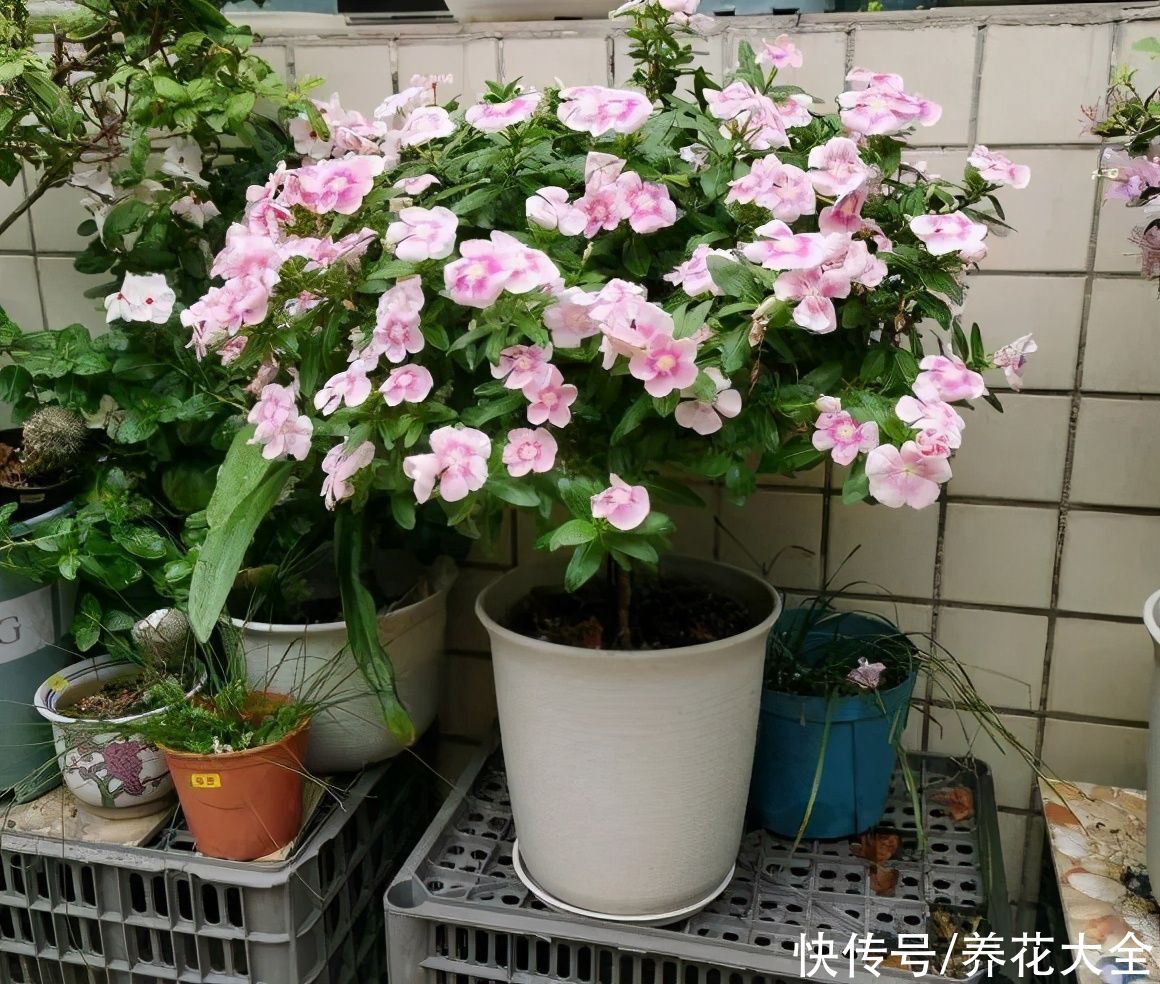 马齿苋花|山东马齿苋老桩，年年开花像小树，网友直呼：假的吧