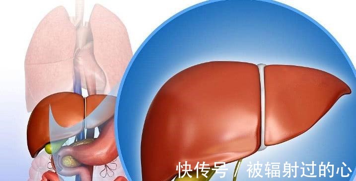 菊花酒|肝脏“解毒王”被发现了, 每天吃几口, 清肝排毒, 远离肝病困扰!