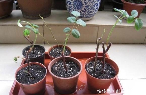 扦插|最容易扦插存活的3种花,剪一根枝条插土里,下月就是一盆新植株!