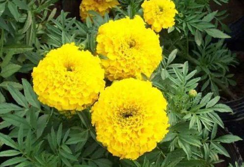 芍药花|从6月19号开始，家养这些植物，便宜又好养，花瓣层层叠叠