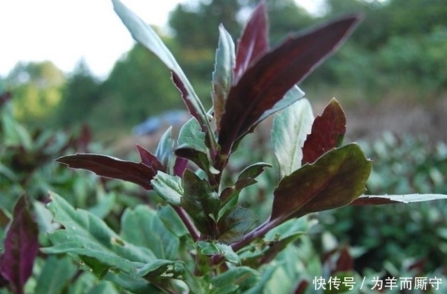 血蕨|這東西被農村人稱為“補血菜”,一年四季都可栽培,農民沒事就吃