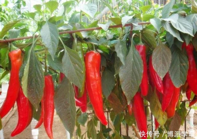 学会了这3种方法,再也不用担心植物生长没有劲了!