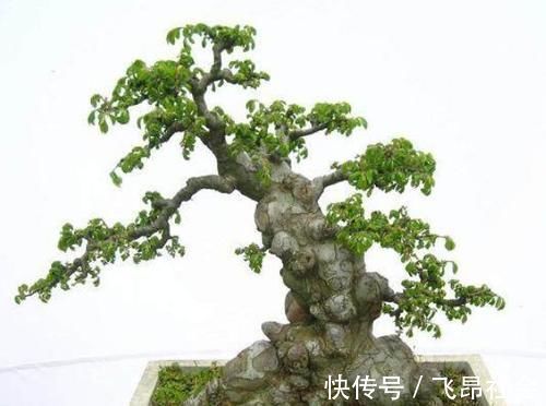 树桩盆景成活以后,树桩材料如何加快苍老速度?有哪些操作要领?