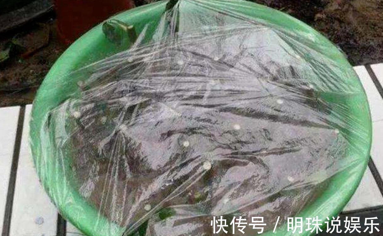 花花|被当成垃圾的塑料袋,其实是个“宝”,用来养花效果好