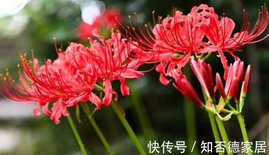 盘点|盘点十款有毒花，再喜欢也别养在家里，你家养过几种？