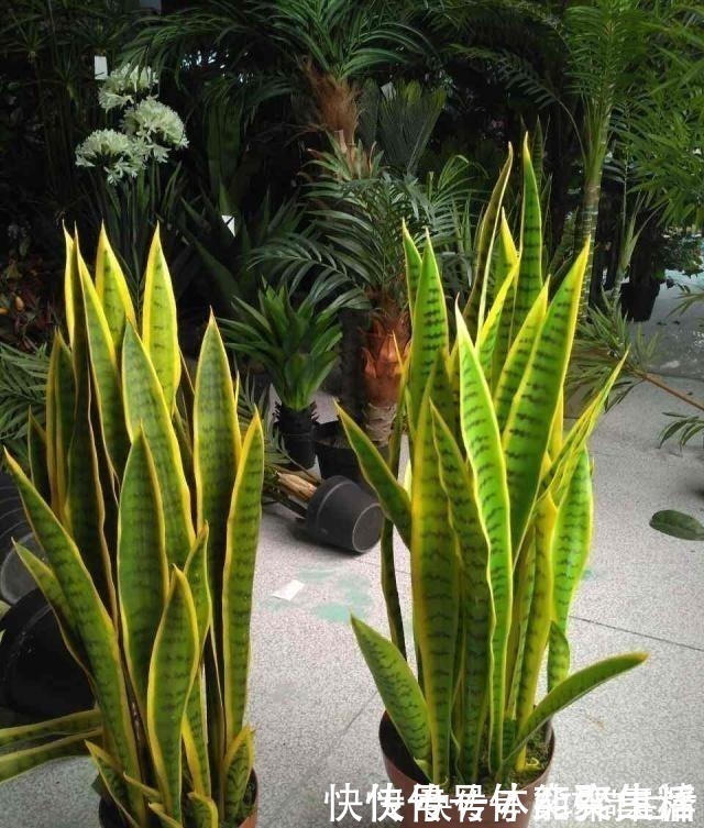 春养虎皮兰,4点“伺候好”,才能长高高,开花特仙气,好运临门!