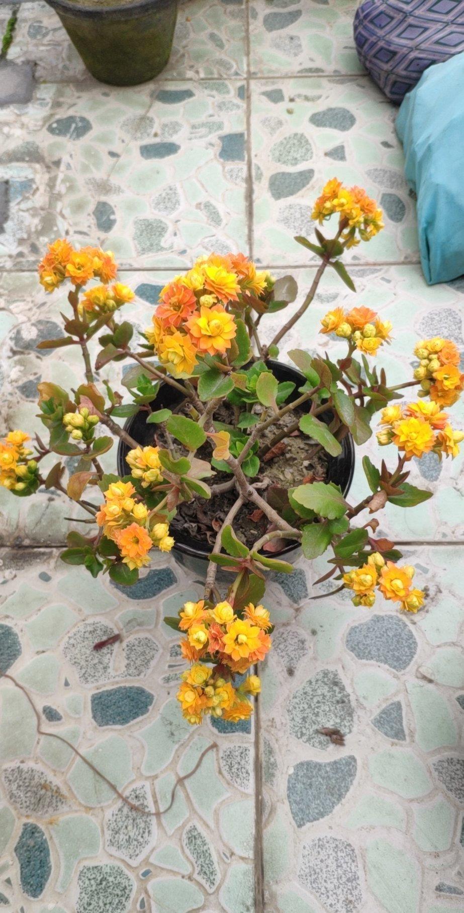 天凉开花|六月养长寿花,这“三位置”提前剪一剪,顺利度夏,天凉开花早