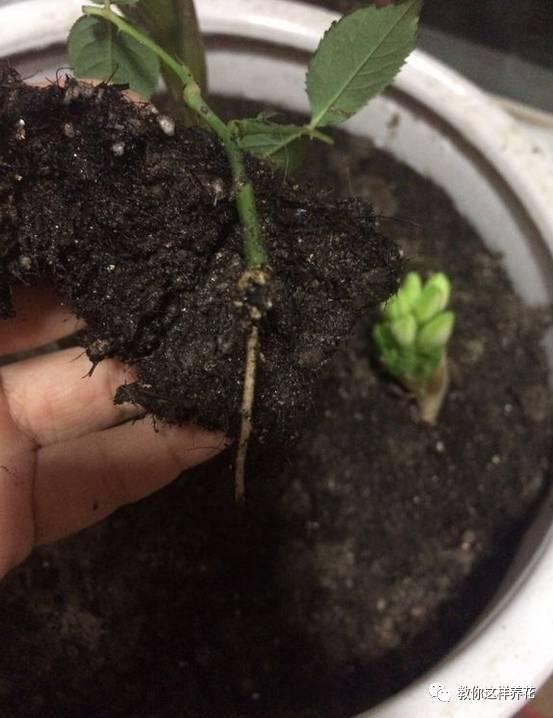 养花技巧学会这种扦插法，插什么活什么，太简单了！