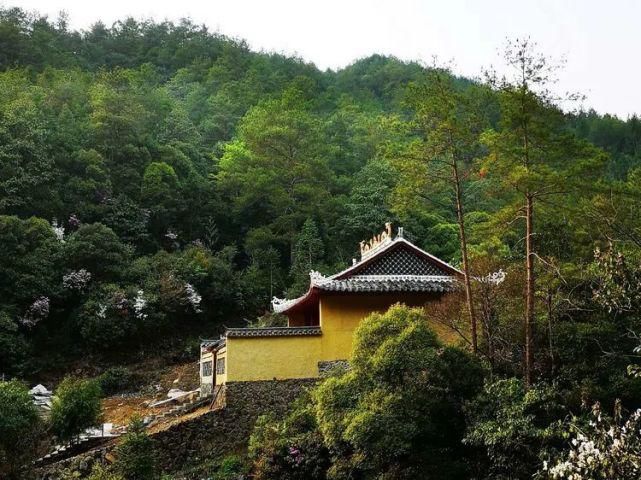 杜鹃花开，满山烂漫，寿宁这个地方美翻了！