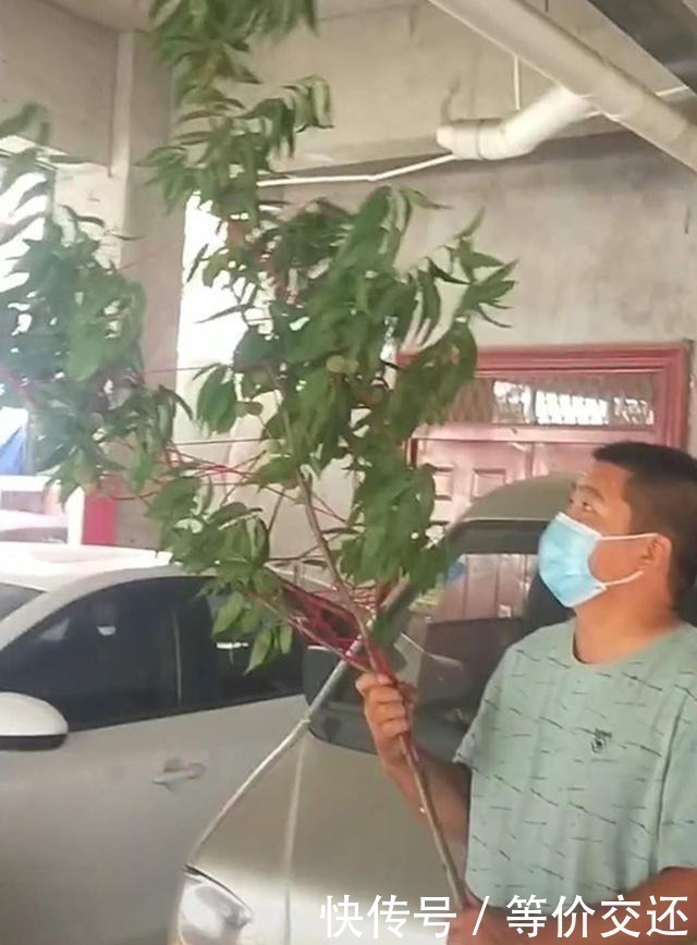 金花生|“最憨厚爸爸”火了,扛着“桃枝”来接宝宝,网友:这是亲爹