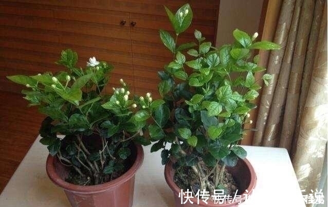 花苞|养茉莉这几招技巧不能少,安全过夏,枝头满是花苞
