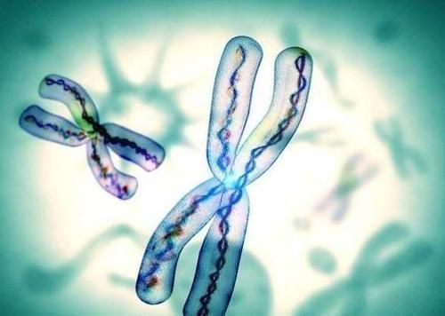 夫妻关系|从血缘关系上,谁才是我们最亲的人?父母?兄妹?答案你想不到!