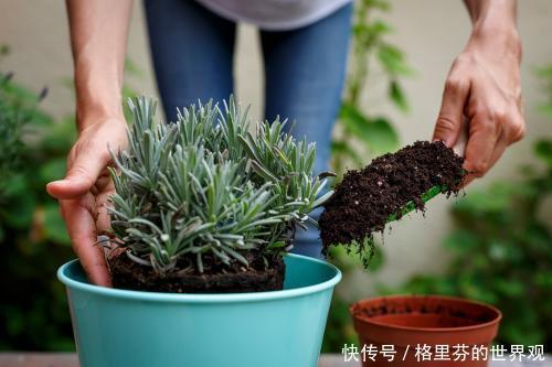 养花小技巧5个实用的养花技巧,简单有效,新手也能变老手